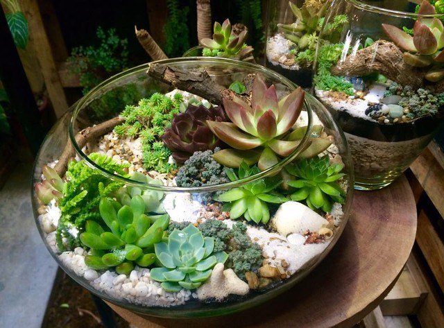 Tiểu cảnh để bàn