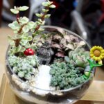 Tiểu cảnh sen đá trong chậu thủy tinh