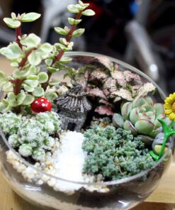 Tiểu cảnh sen đá trong chậu thủy tinh