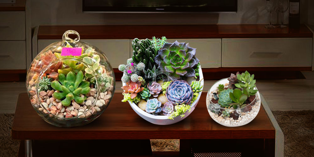 Chậu tiểu cảnh sen đá phong thủy
