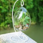 Tiểu cảnh thủy tinh treo