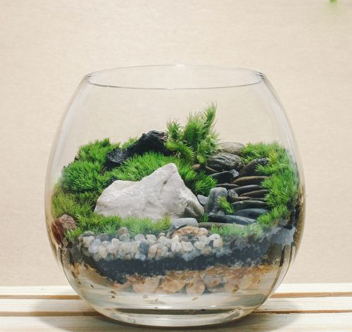 Tiểu cảnh thủy tinh để bàn